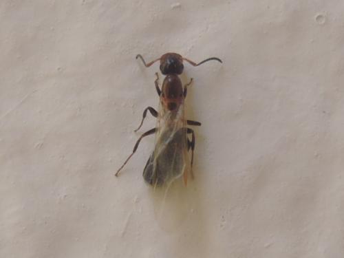 Réf. 211 083 : Colobopsis truncata