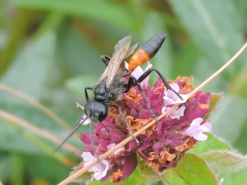 Podalonia hirsuta