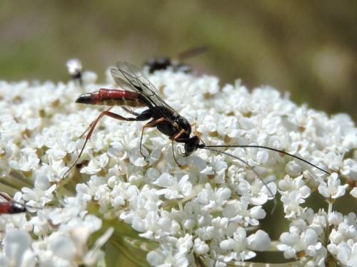 Réf. 211 210 : Lissonota cruentator