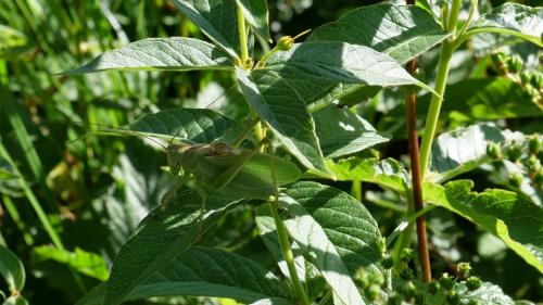 Réf. 211 217 : Tettigonia cantans
