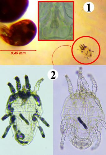 Brevipalpus lewisi
