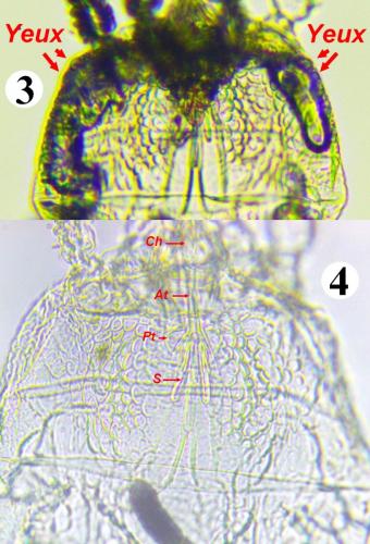 Brevipalpus lewisi