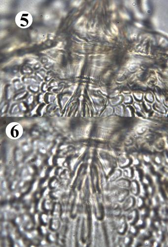 Brevipalpus lewisi
