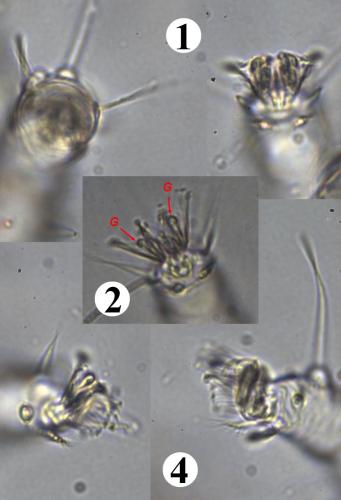 Brevipalpus lewisi