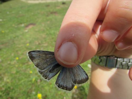 Polyommatus coridon