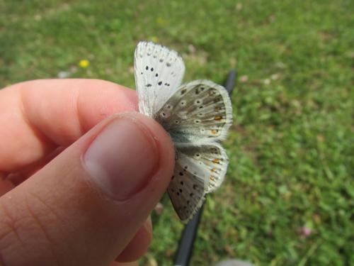 Polyommatus coridon