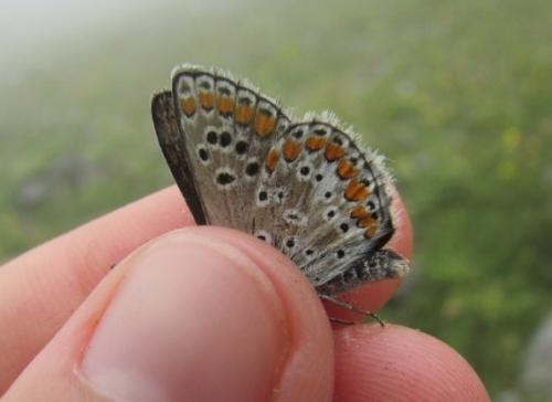 Réf. 211 837 : Aricia sp.