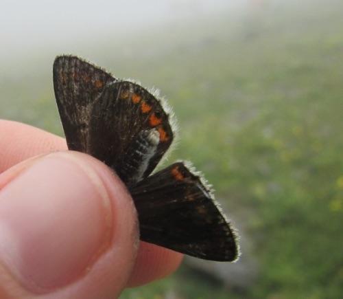 Réf. 211 836 : Aricia sp.
