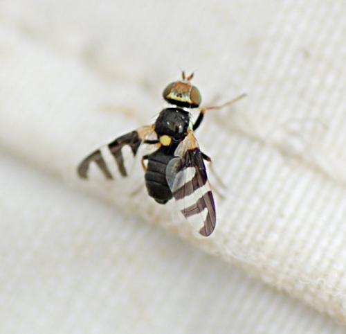 Réf. 211 839 : Urophora quadrifasciata