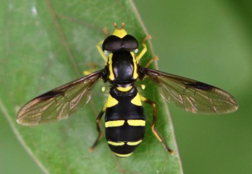 Philhelius sp.