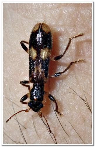Opilo mollis
