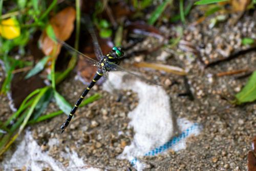 Anotogaster sieboldii