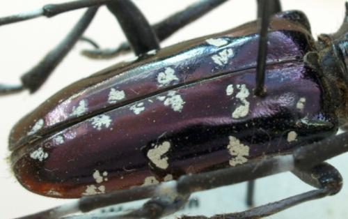 Anoplophora freyi