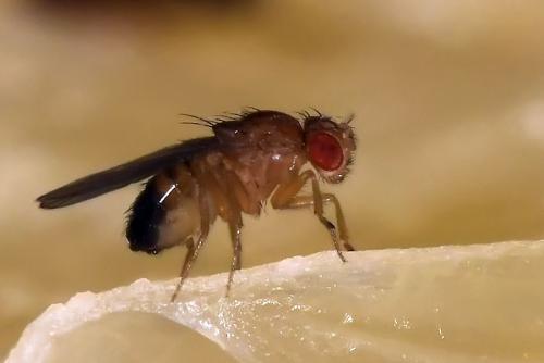 Drosophila melanogaster