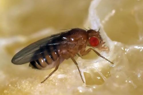 Drosophila melanogaster