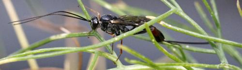 Réf. 211 147 : Lissonota cruentator