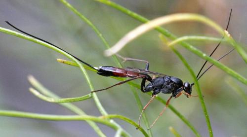 Réf. 211 148 : Lissonota cruentator
