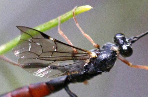 Réf. 211 149 : Lissonota cruentator