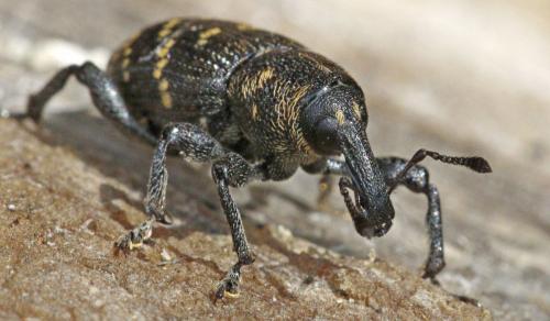 Hylobius abietis