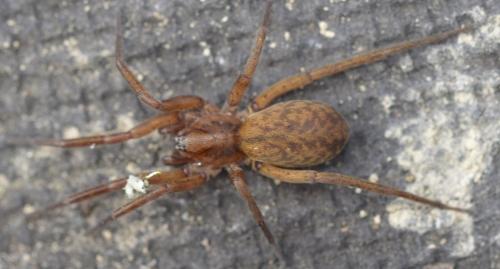 Réf. 211 077 : Agroeca sp.