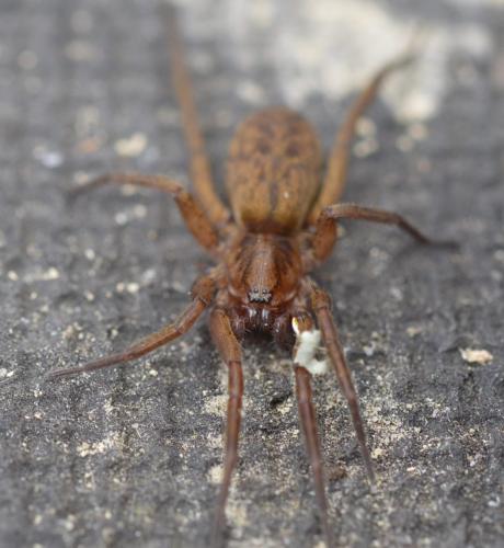 Réf. 211 078 : Agroeca sp.