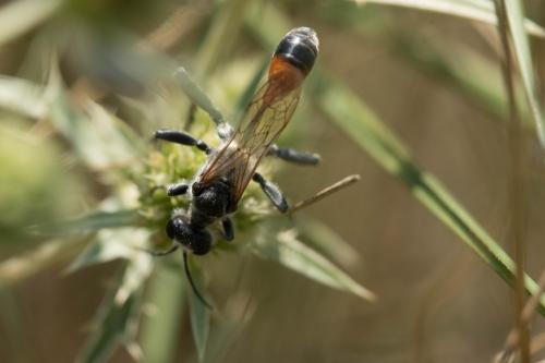 Prionyx lividocinctus