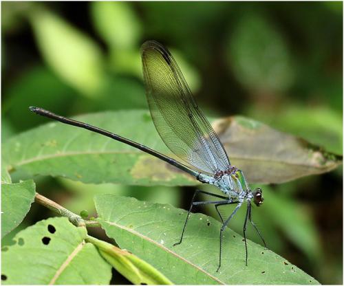 Archineura hetaerinoides