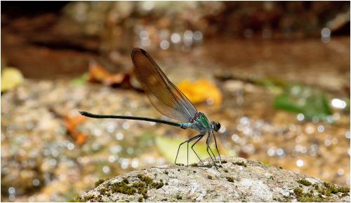 Archineura hetaerinoides
