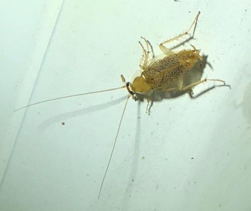 Planuncus vinzi