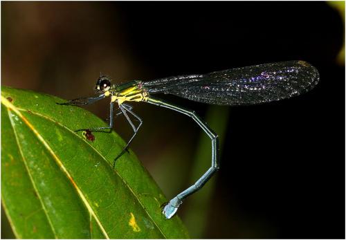 Caliphaea confusa