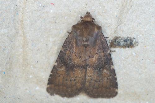 Réf. 211 405 : Charanyca ferruginea