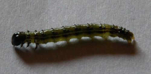 Cydalima perspectalis