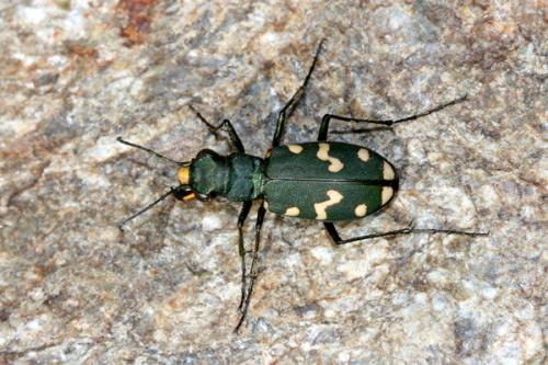 Réf. 211 617 : Cicindela gallica
