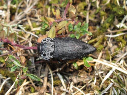 Réf. 211 714 : Capnodis tenebrionis