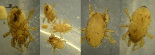 Veigaia propinqua