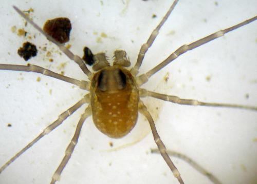 Réf. 211 037 : Platybunus sp.