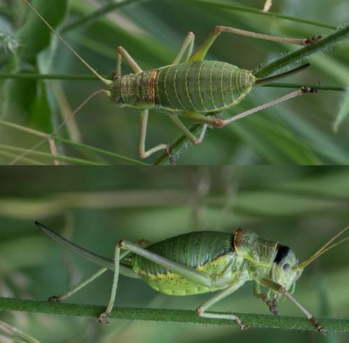 Ephippiger diurnus diurnus