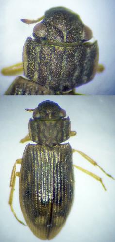 Helophorus sp.