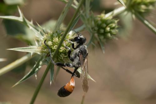 Prionyx lividocinctus