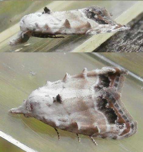 Réf. 211 277 : Nola chlamitulalis