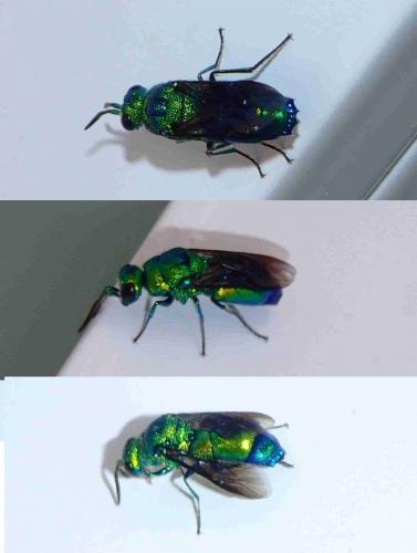 Réf. 211 486 : Chrysis sp.