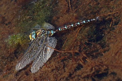 Aeshna juncea