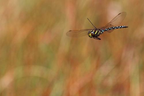 Aeshna juncea