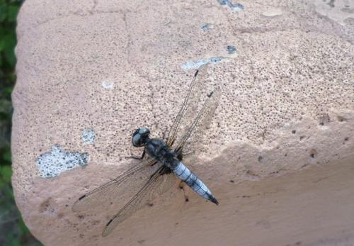 Libellula fulva