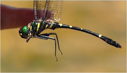 Réf. 211 105 : Macromia clio