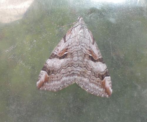 Réf. 211 753 : Aplocera praeformata