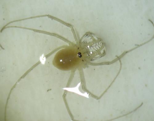 Dicranopalpus gasteinensis