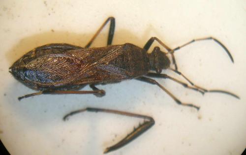Alydus calcaratus