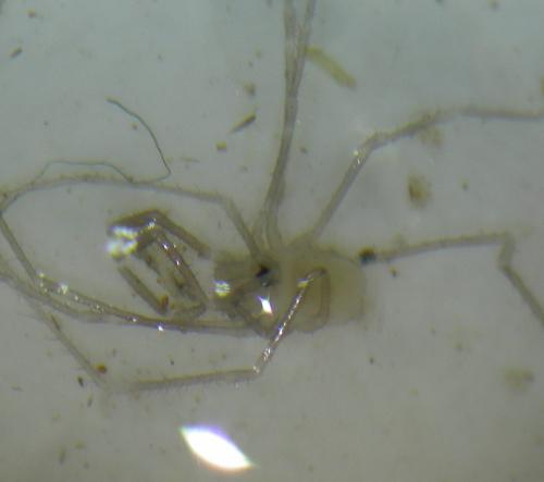 Réf. 211 942 : Mitostoma chrysomelas