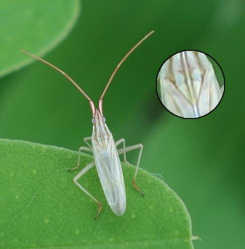 Réf. 211 870 : Trigonotylus sp.